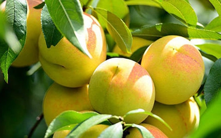 荆楚三湖黄桃采摘园