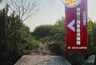 荆楚三湖黄桃采摘园东部种植区