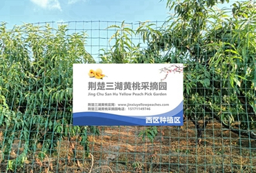 荆楚三湖黄桃采摘园西部种植区