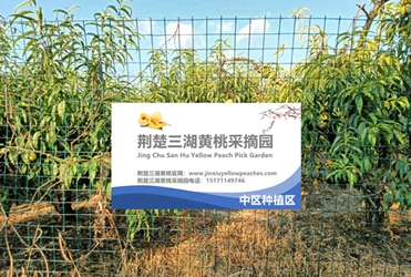 荆楚三湖黄桃采摘园中部种植区