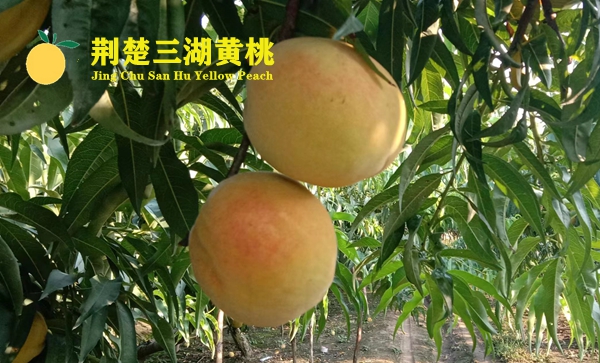 荆楚三湖黄桃采摘园地址电话是多少?