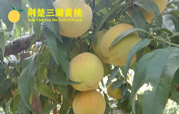 荆楚三湖黄桃采摘园地址在哪里？