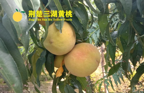 荆楚三湖黄桃产地在哪里?