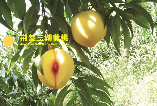 荆楚三湖黄桃多少钱一斤?荆楚三湖黄桃官方公布价格一览表