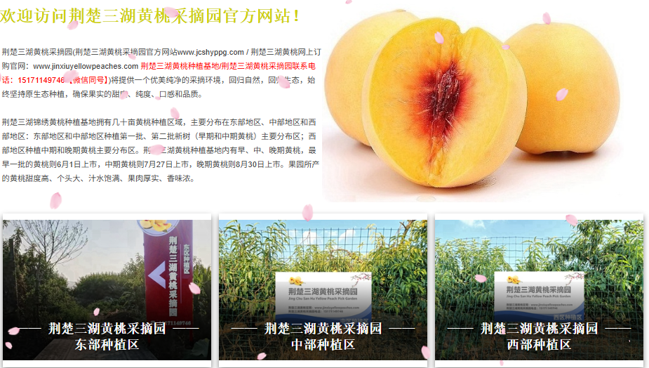 荆楚三湖黄桃采摘园丨荆楚三湖黄桃采摘园官方网站正式上线！