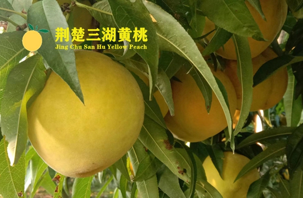 震撼来袭!新鲜美味多汁正宗荆楚三湖黄桃正式开启预购!