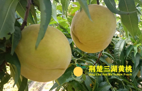 【环球视野】探索中国 · 湖北藏着世界上最好吃的荆楚三湖黄桃之奥秘！