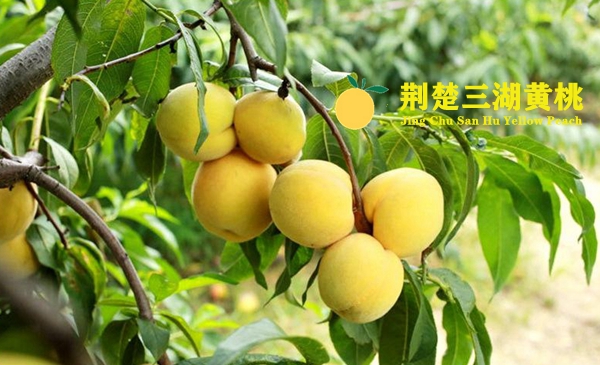 荆楚三湖黄桃几月份成熟?什么时候上市及采摘时间?