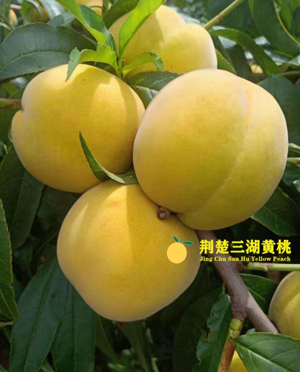 如何购买荆楚三湖黄桃?权威官方公布四种渠道可购买!