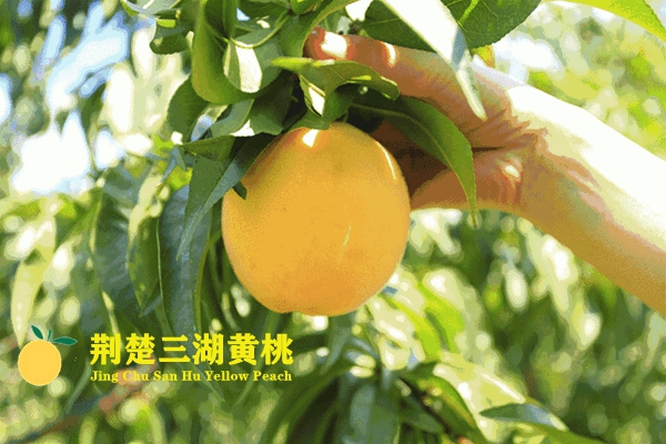 荆楚三湖黄桃采摘园欢迎您!