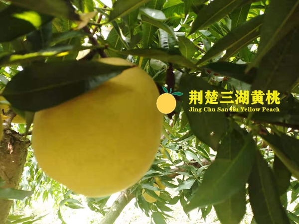 荆楚三湖黄桃上市 可通过网络和电话订购等方式购买